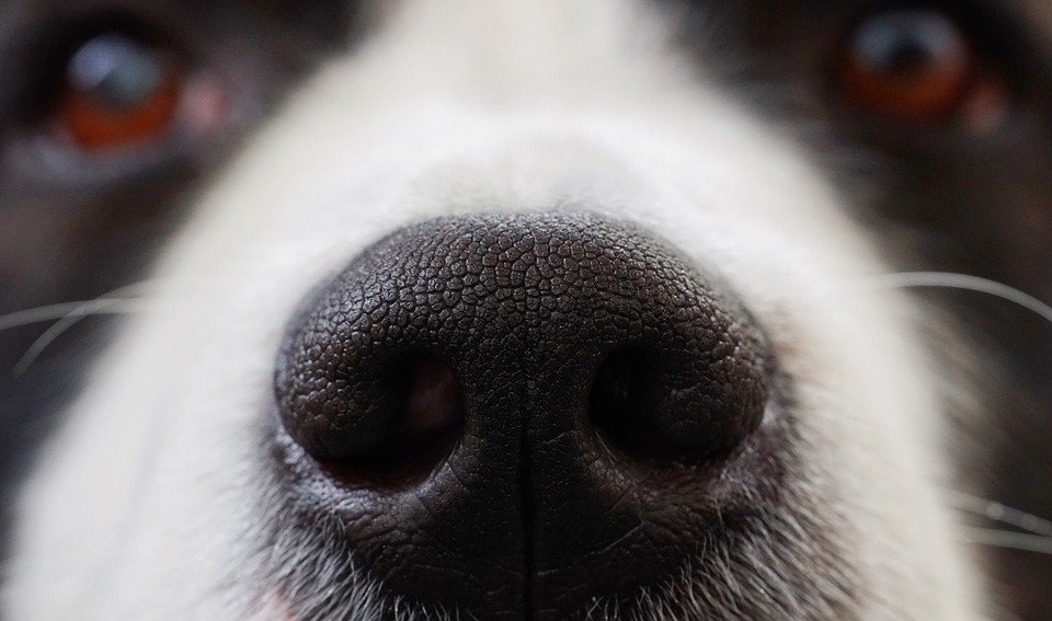 Perro olfateando / Imagen tomada de: Pixabay
