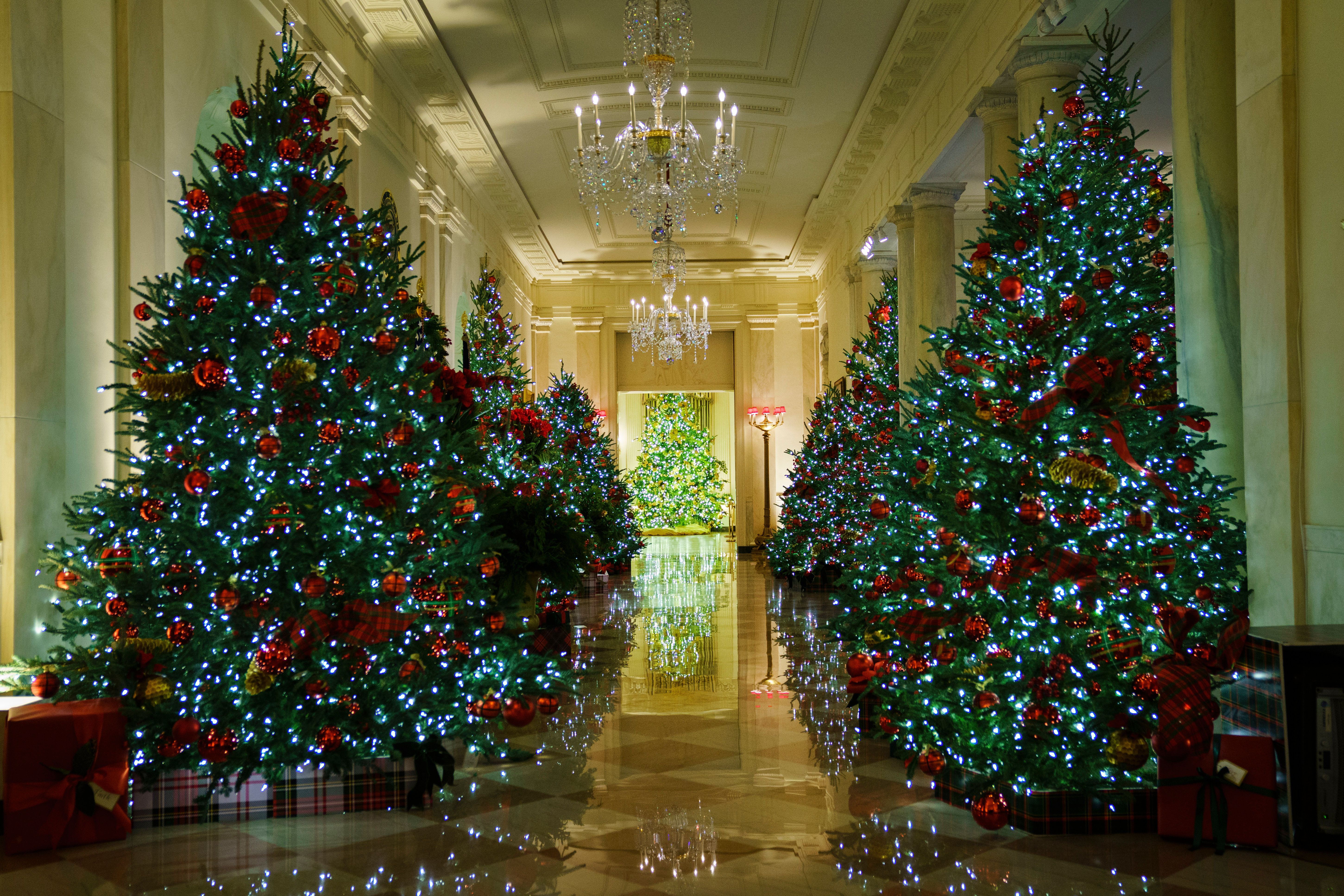 Varios árboles de Navidad alineados. | Foto: Getty Images
