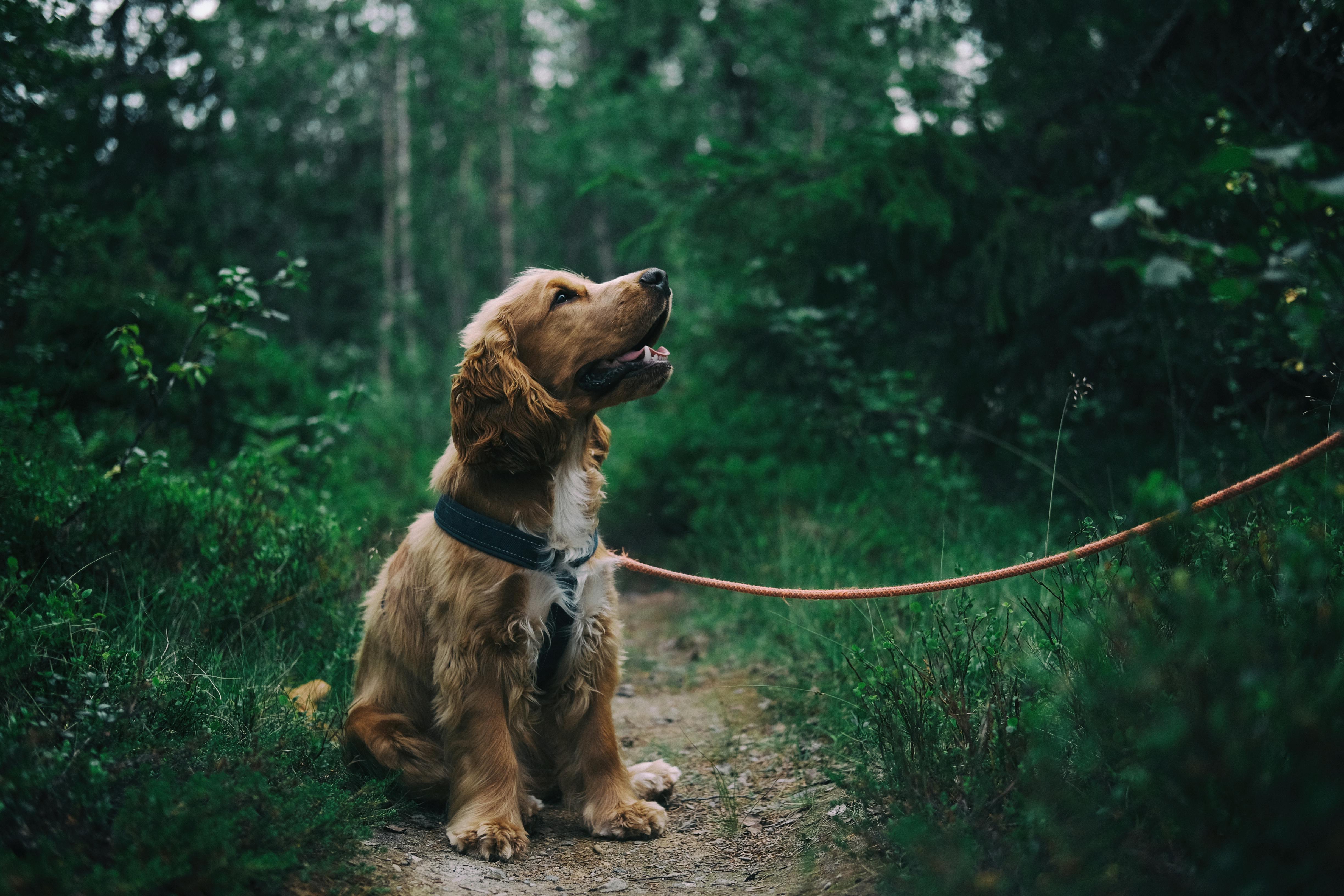 Un perro sentado en el suelo rodeado de vegetación | Fuente: Pexels