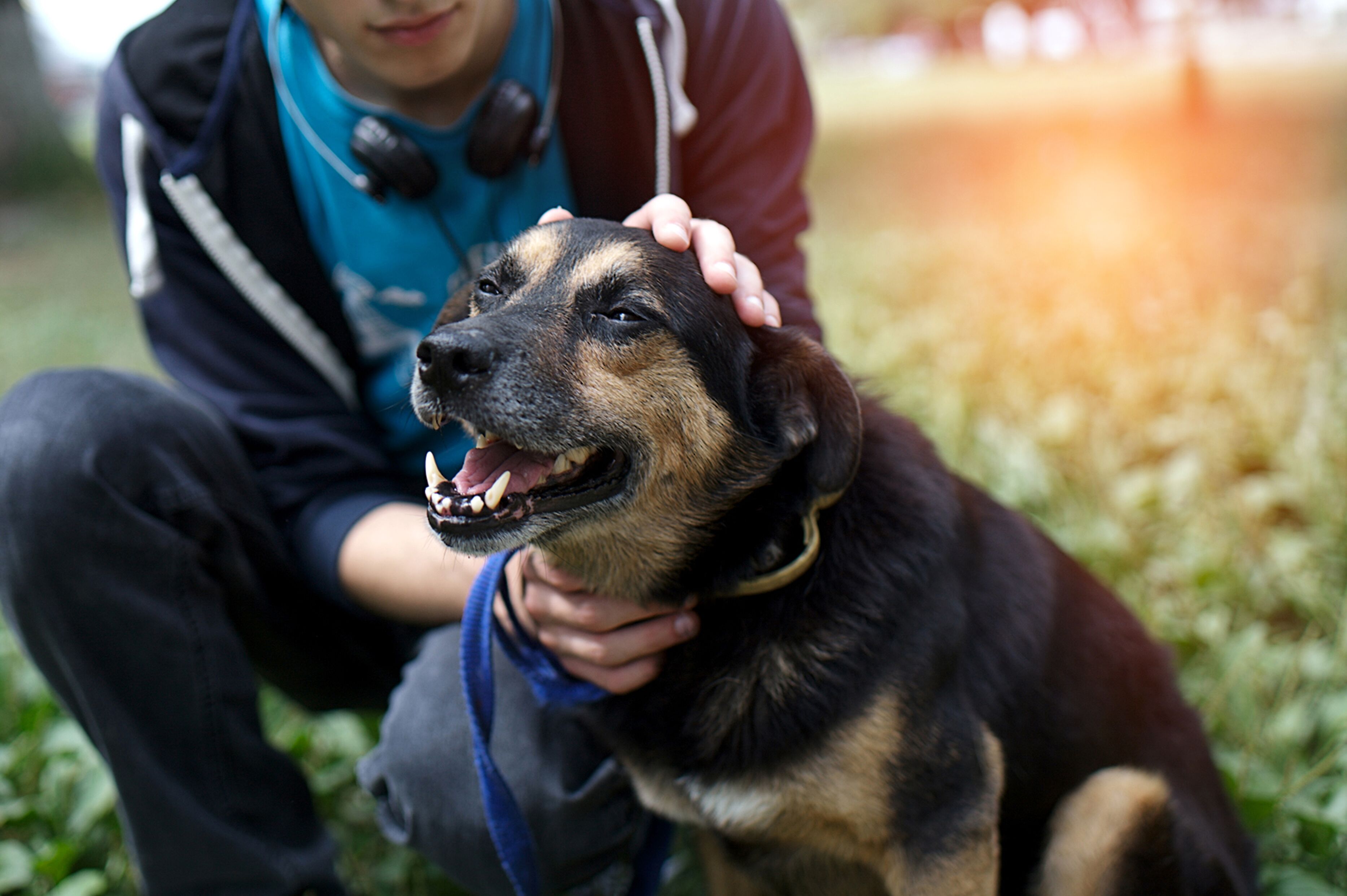 Perro siendo acariciado por humano / Imagen tomada de: Shutterstock