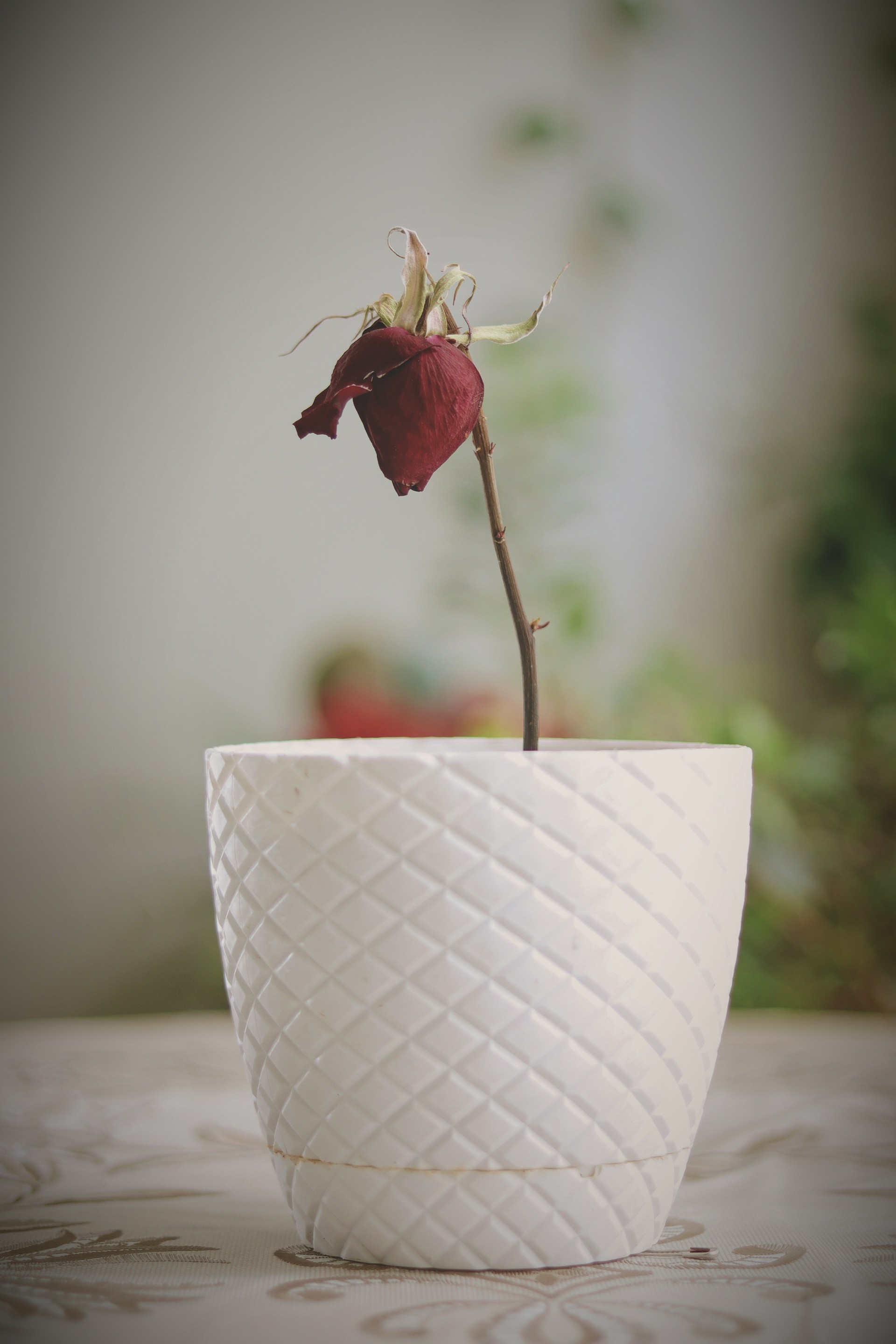 Un rosal marchito en una maceta de cerámica | Fuente: Unsplash