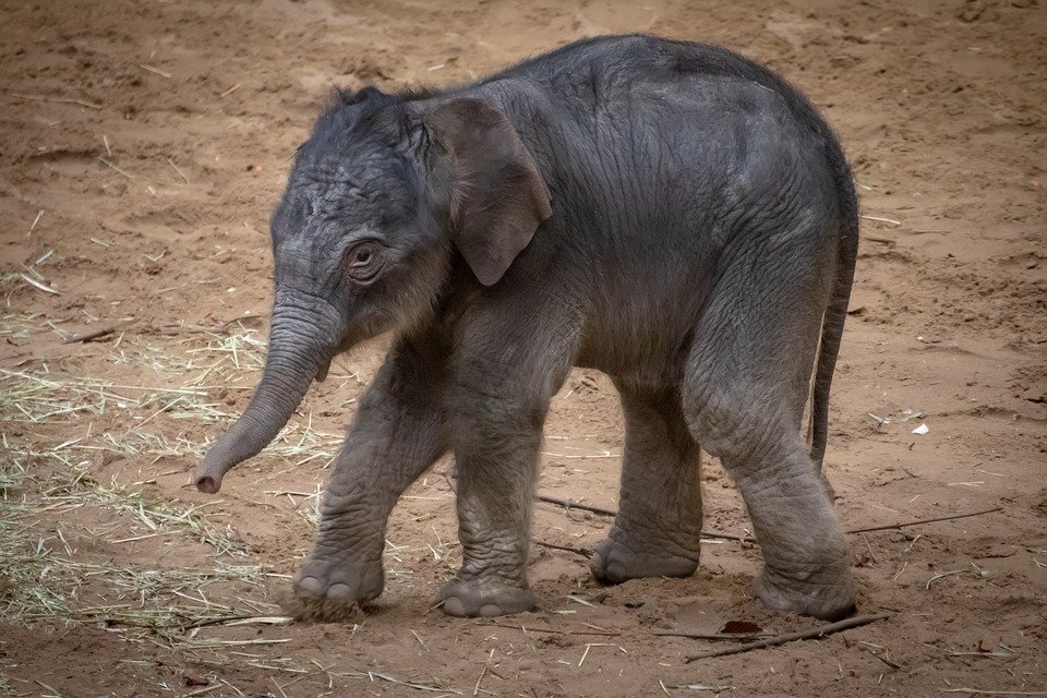 Elefante bebé caminando en zona rural. | Foto: Pixabay