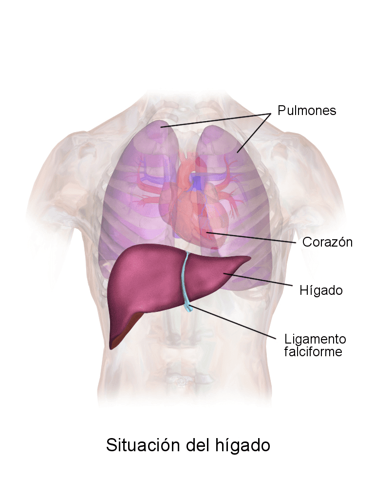 Situación del hígado humano. | Imagen: Wikipedia