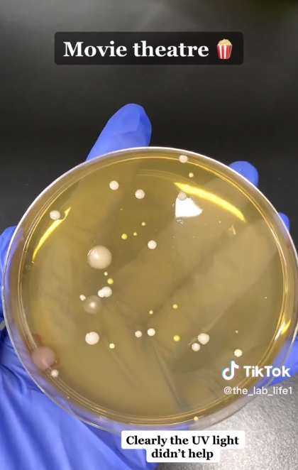 Placa de Petri con bacterias recogidas del secador de manos de un cine | Fuente: TikTok/@the_lab_life1