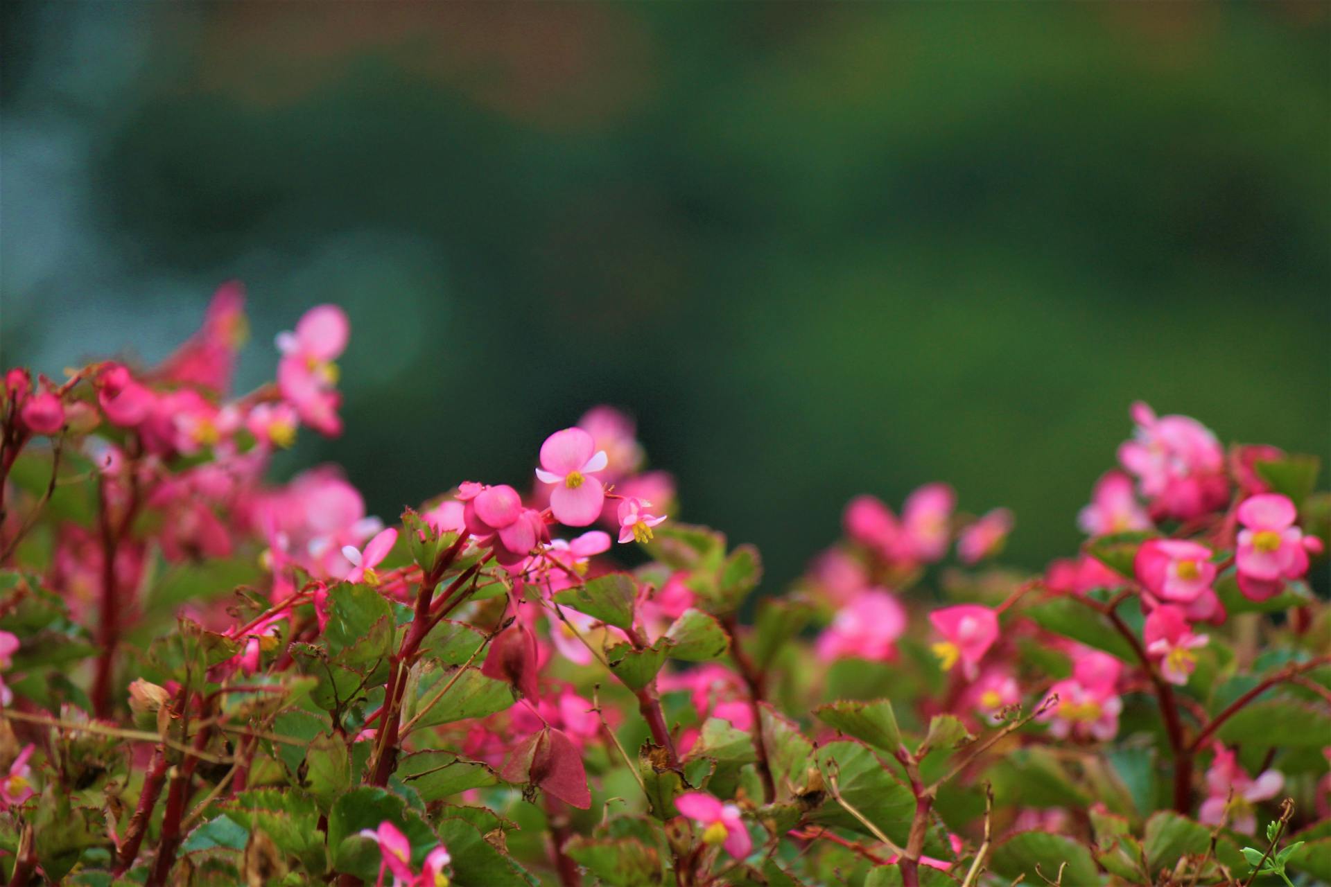 Flores en flor en un jardín | Fuente: Pexels