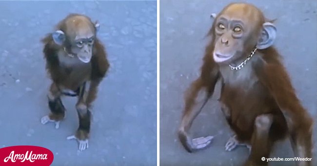 Mono extiende sus manos para pedir ayuda en un momento desgarrador