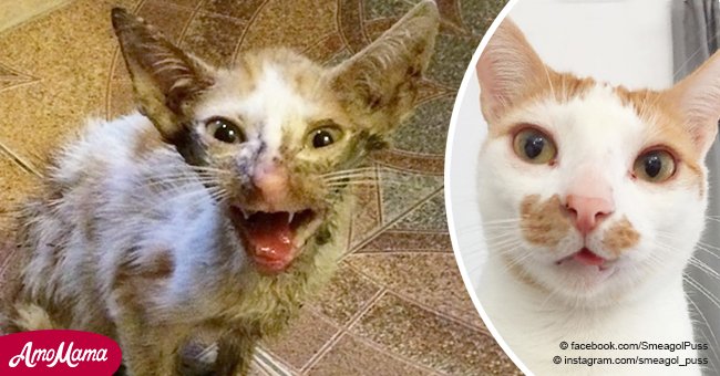 Veterinario dijo que sólo se podía sacrificar al feo gato, pero tras 3 años tiene increíble cambio