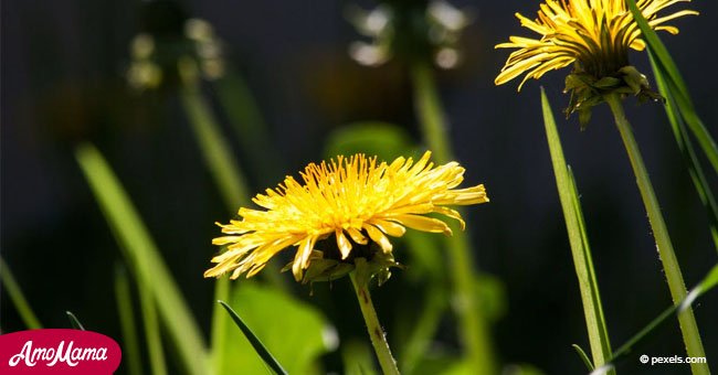 Aquí hay plantas silvestres que son comestibles, y no las probarás en vano