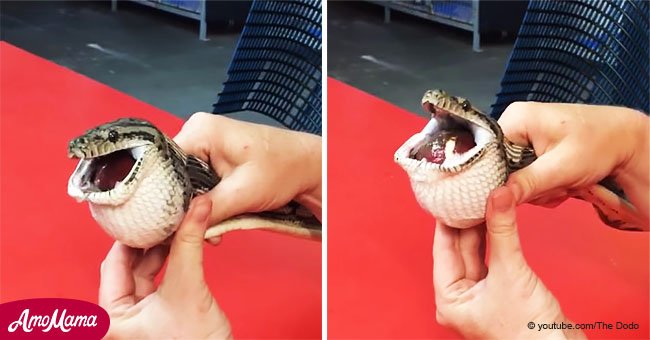 Video captura rescate de una serpiente que se tragó una pelota después de confundirla con comida