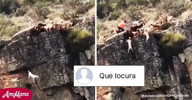 Video de 12 perros y un ciervo cayendo de un acantilado en cacería genera impacto e indignación