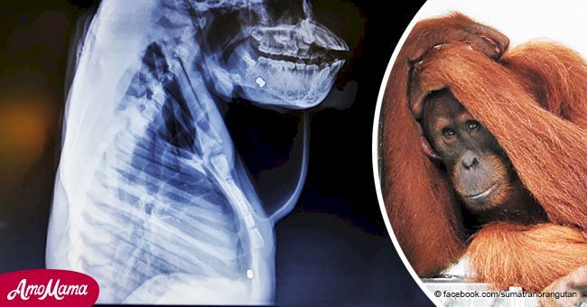 Orangután hembra es rescatada tras soportar de abusos indescriptibles