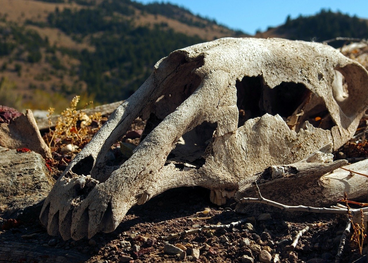 Cráneo de caballo. | Foto: Pixabay