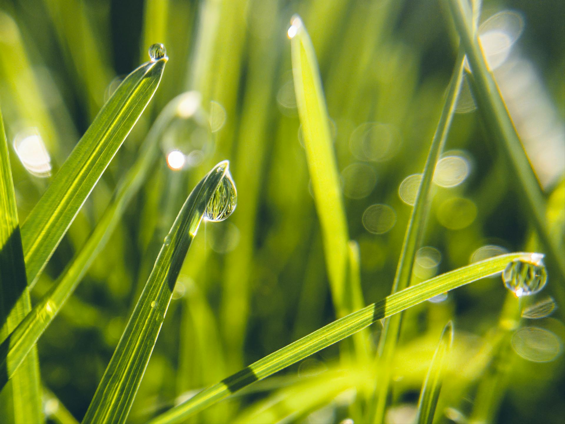 Gotas de rocío sobre hierba | Fuente: Pexels