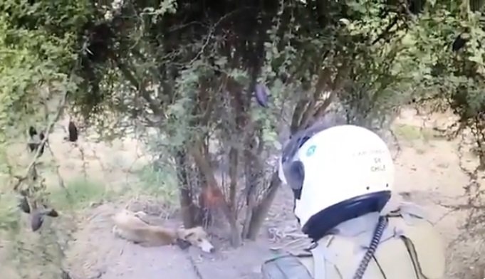 Funcionarios de la policía encontró a un galgo desnutrido amarrado a un árbol. |  Foto: Twitter/Carabineros de Chile