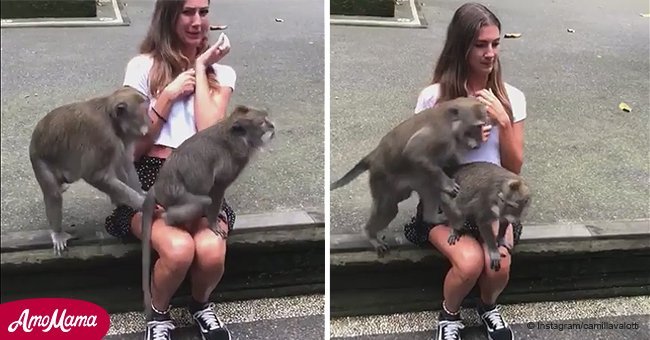 Joven mujer quiere un divertido video con monita, pero otro mono tenía planes diferentes