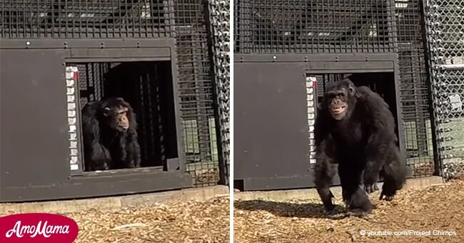 Chimpancés vivieron en laboratorio por años, pero cuando los liberan comienzan a actuar de forma extraña