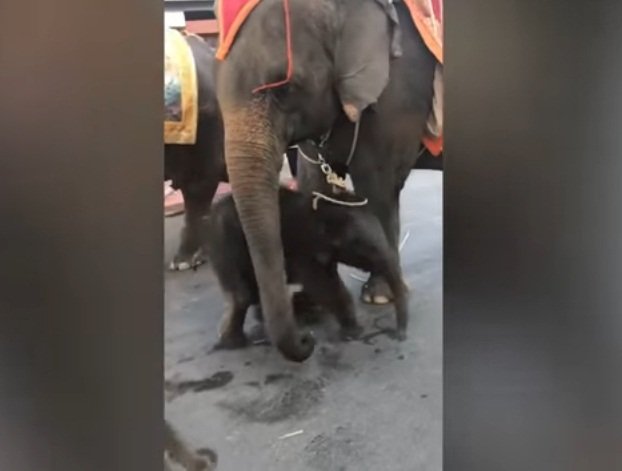 El bebé elefante trata de levantarse con ayuda de su madre. | Foto: YouTube/Daily Mail