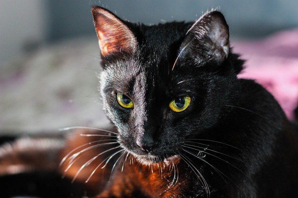 Gato negro / Imagen tomada de: Pixabay