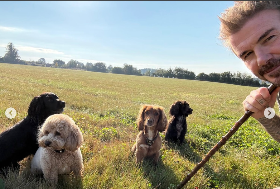 David Beckham con sus perros, de un post fechado el 10 de octubre de 2024 | Fuente: Instagram/davidbeckham