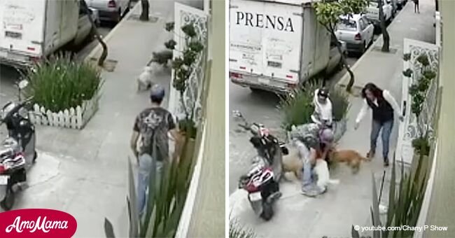 La desesperada pelea de un hombre con solo sus manos para salvar a su perro de ataque de pitbull