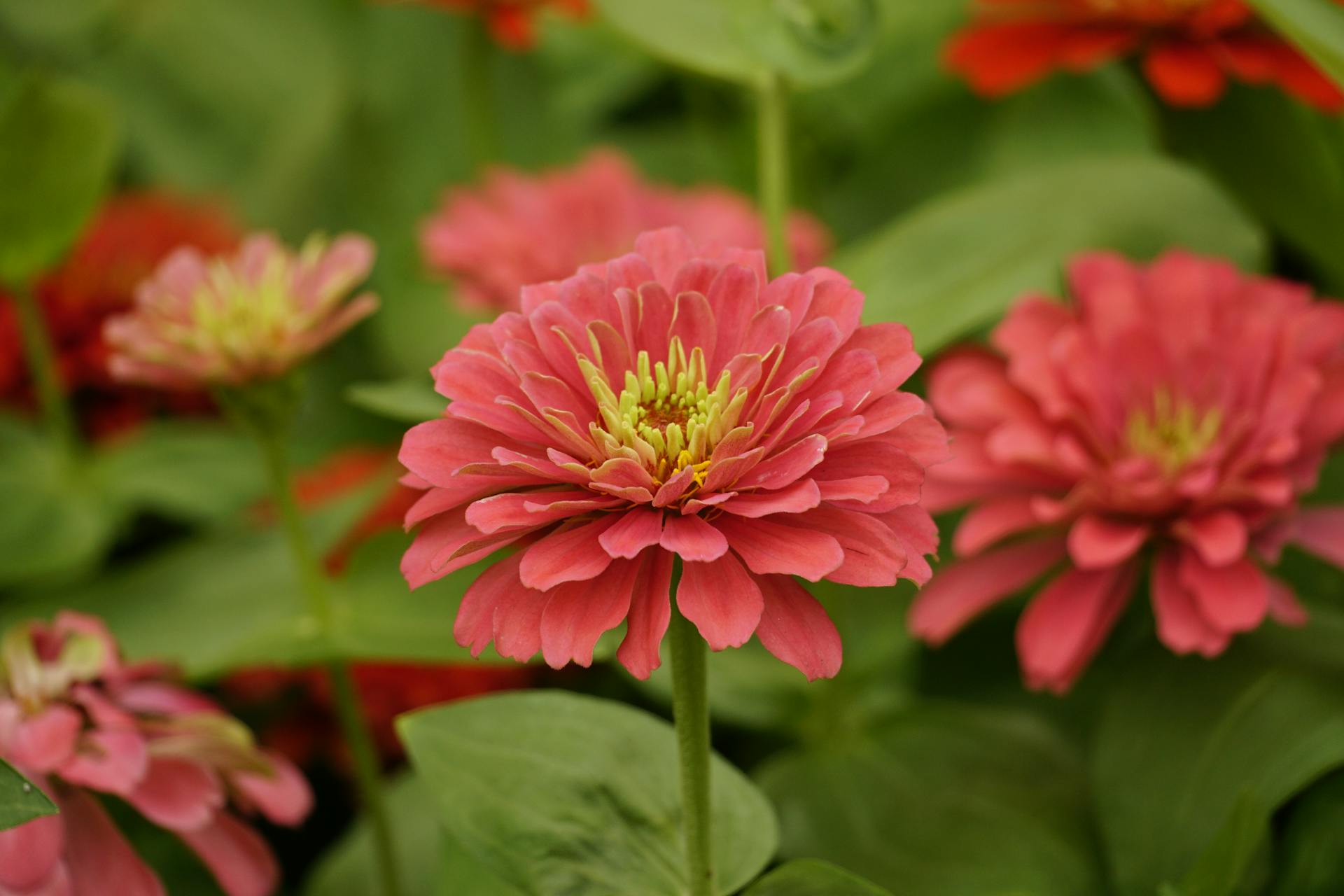 Zinnias | Fuente: Pexels