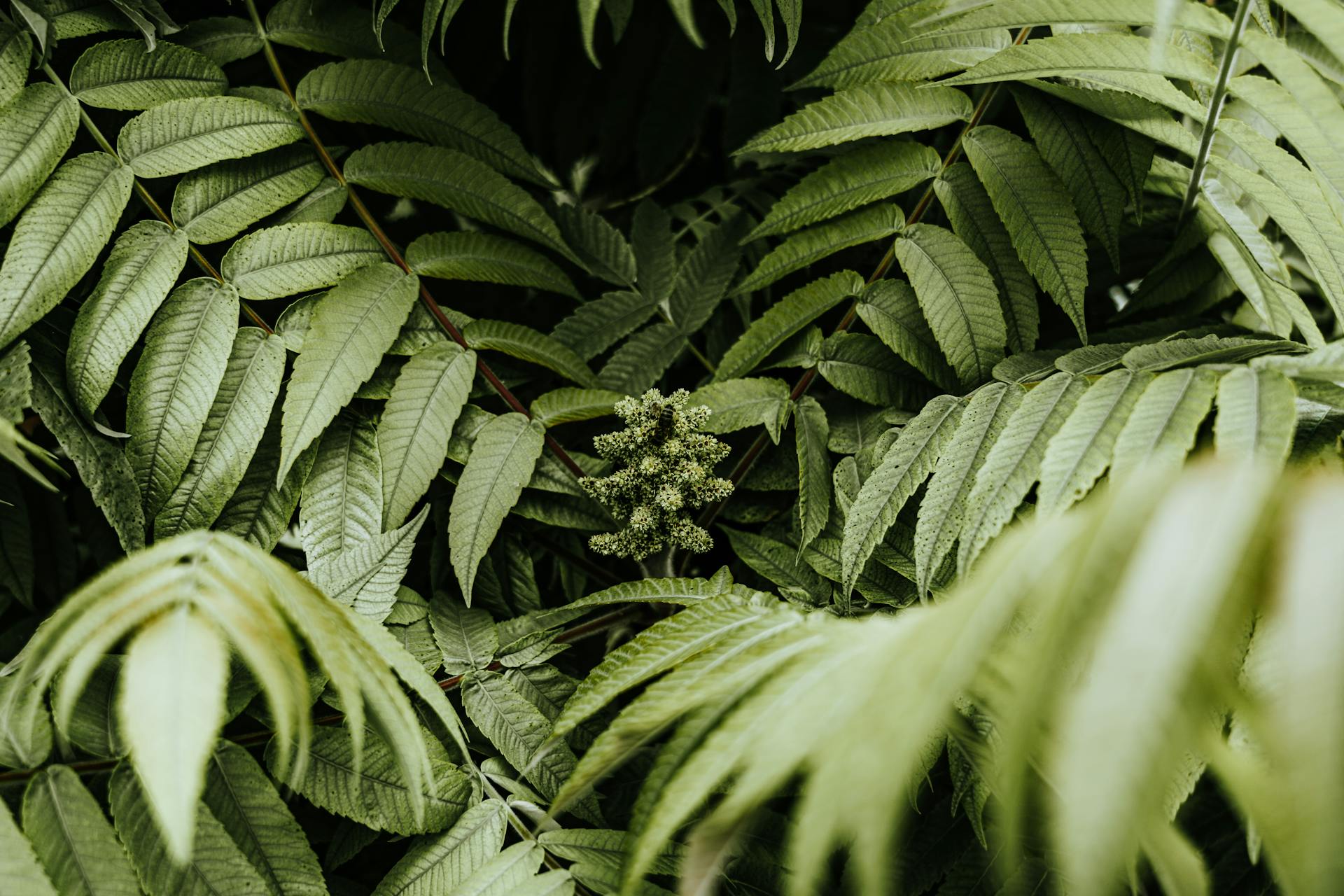 Un primer plano de hojas | Fuente: Pexels