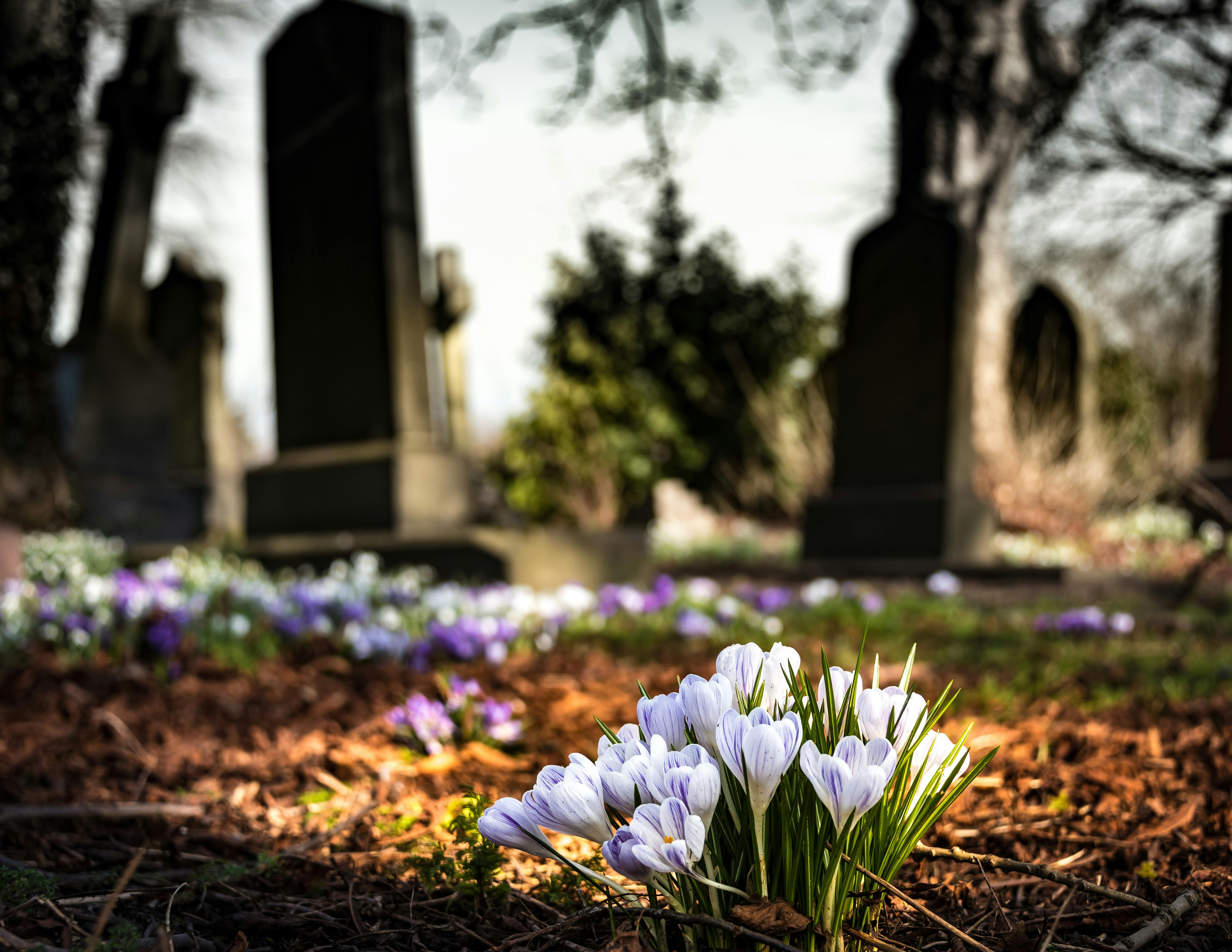 Flores en el cementerio | Fuente: Pexels