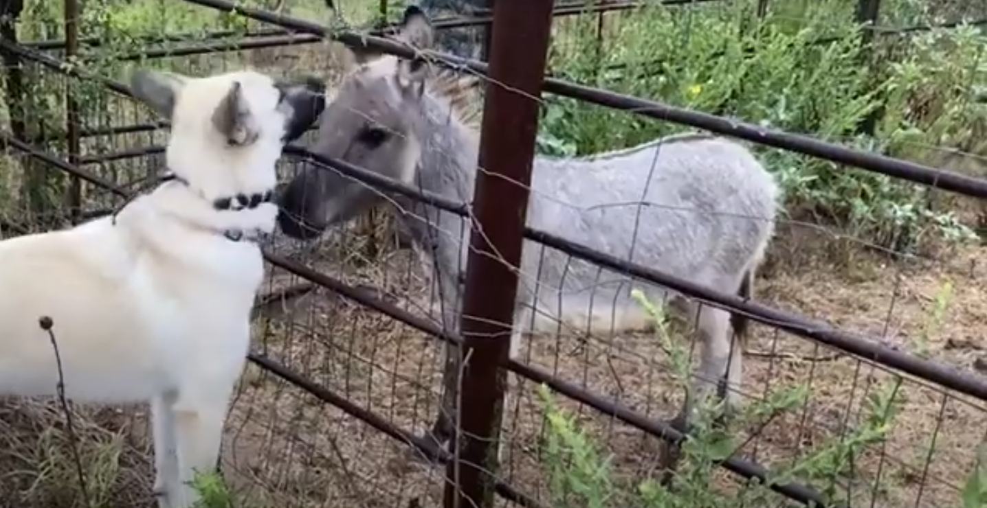 Animales de la granja | Fuente: YouTube/Earth Speed by Adrian Grenier