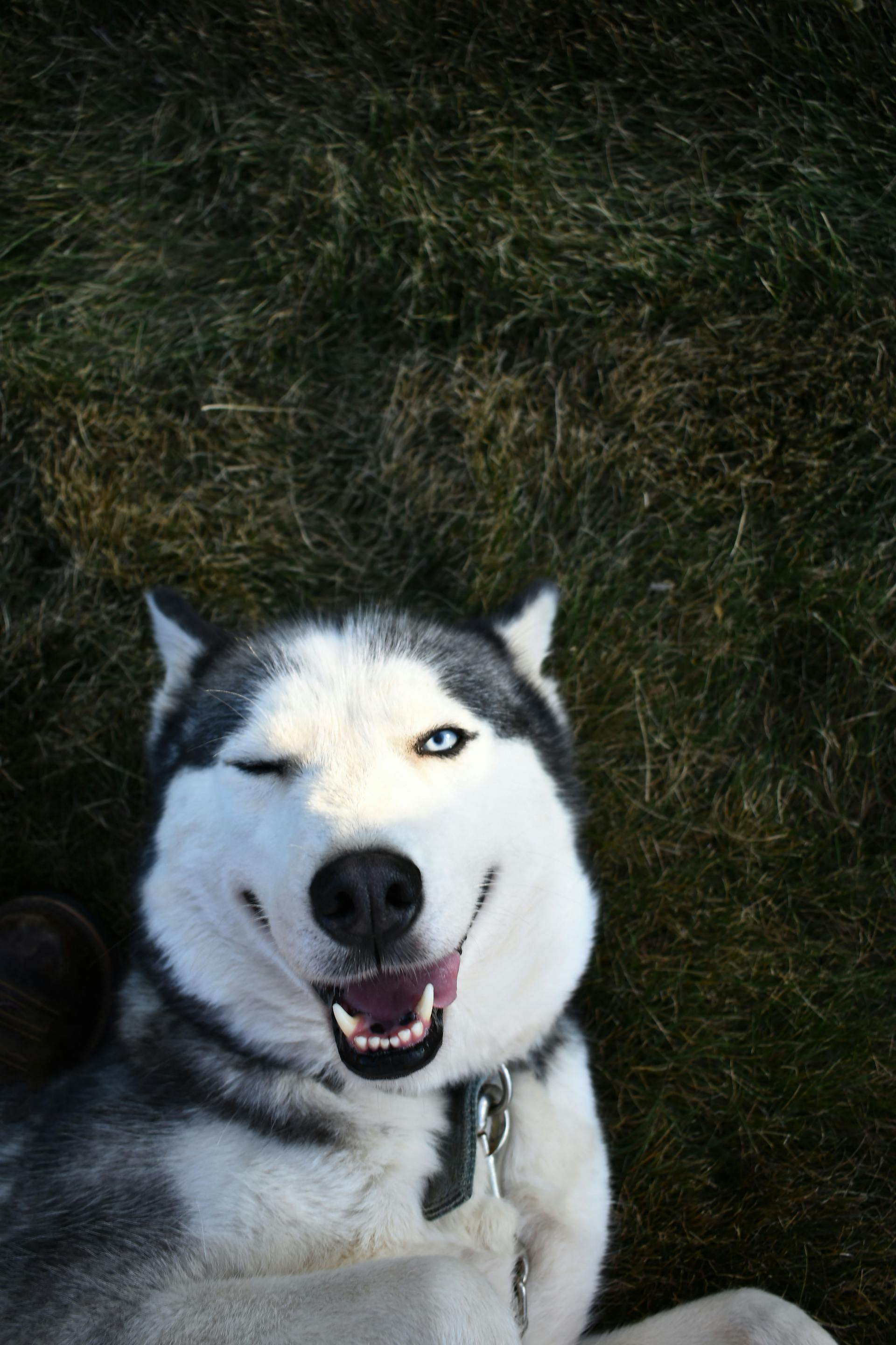 Un Husky Siberiano guiñando un ojo | Fuente: Pexels