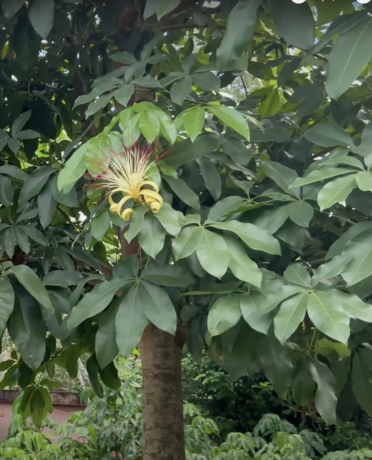 Una flor de árbol del dinero | Fuente: YouTube/Hans Fritschi