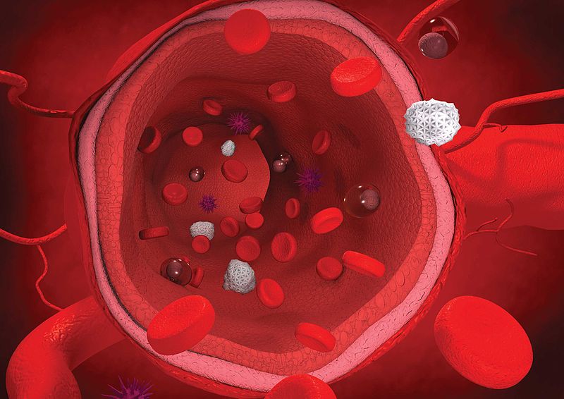 Glóbulos rojos en una arteria sana. | Foto: Wikimedia Commons