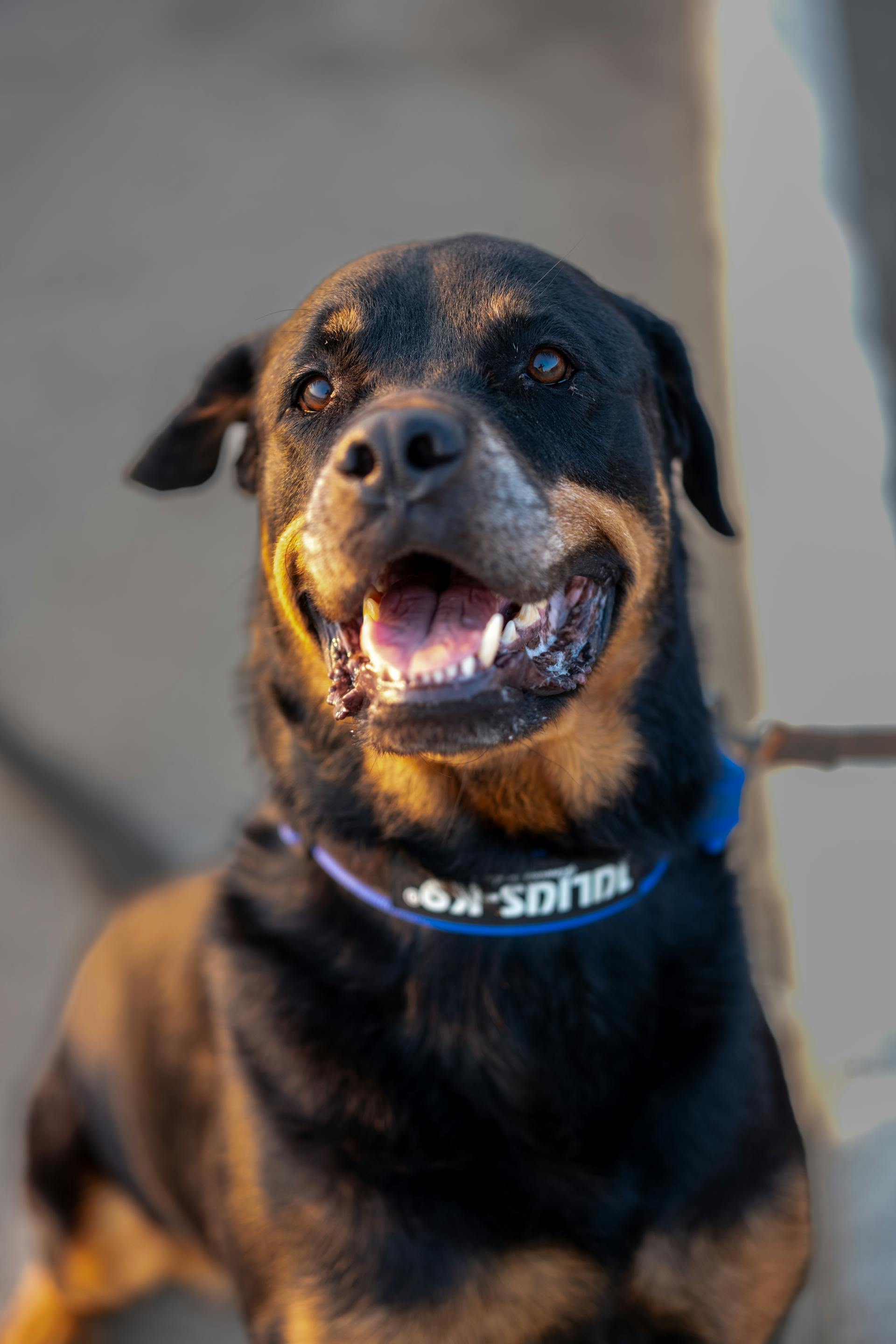 Un Rottweiler con collar | Fuente: Pexels