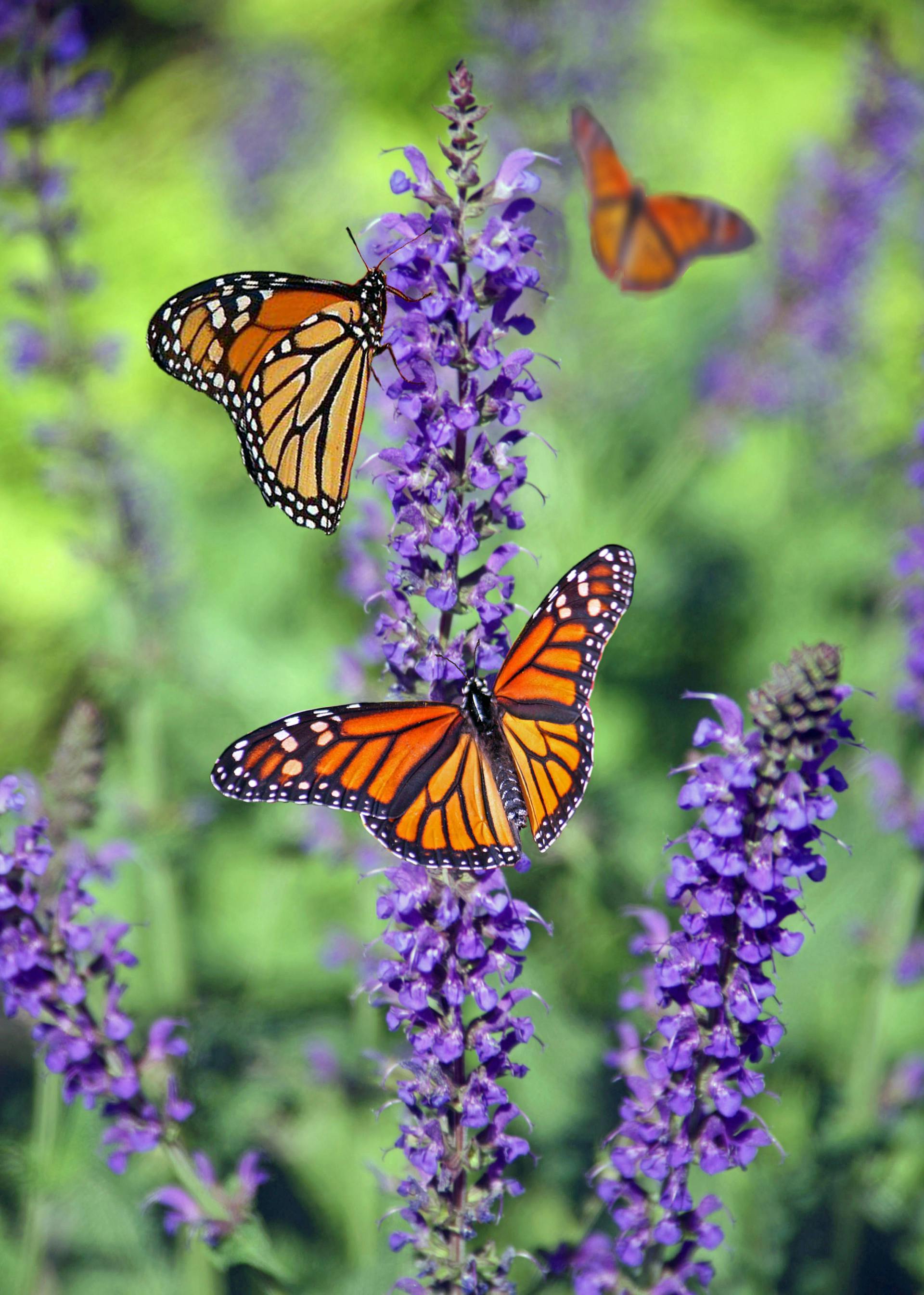 Mariposas sobre una flor | Fuente: Pexels