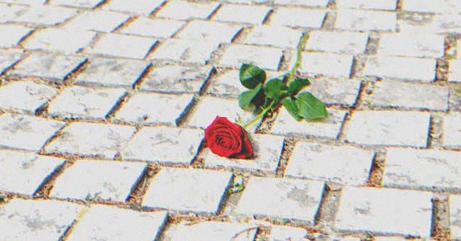 Rosa tirada en el suelo. | Foto: Shutterstock