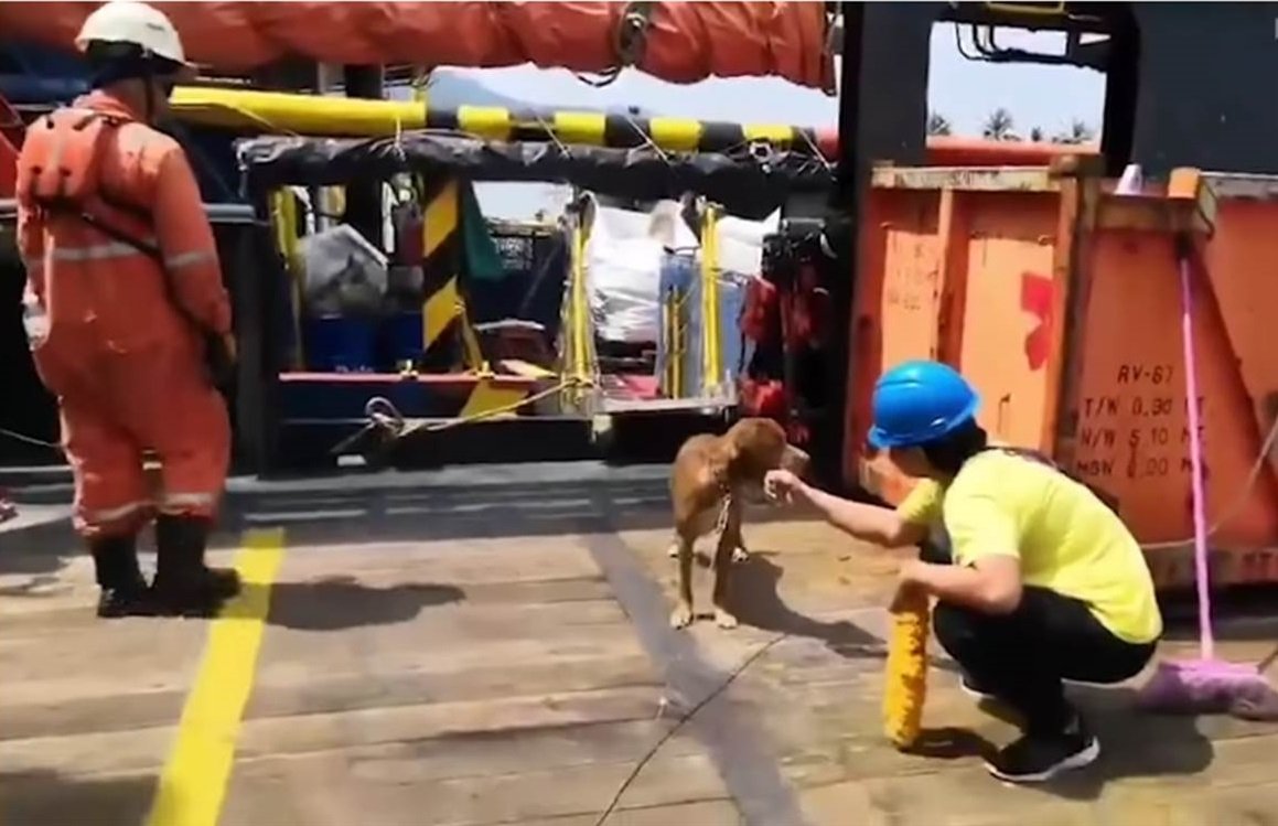 Mujer acaricia al perro luego de rescatarlo. | Foto: YouTube/Viral Press