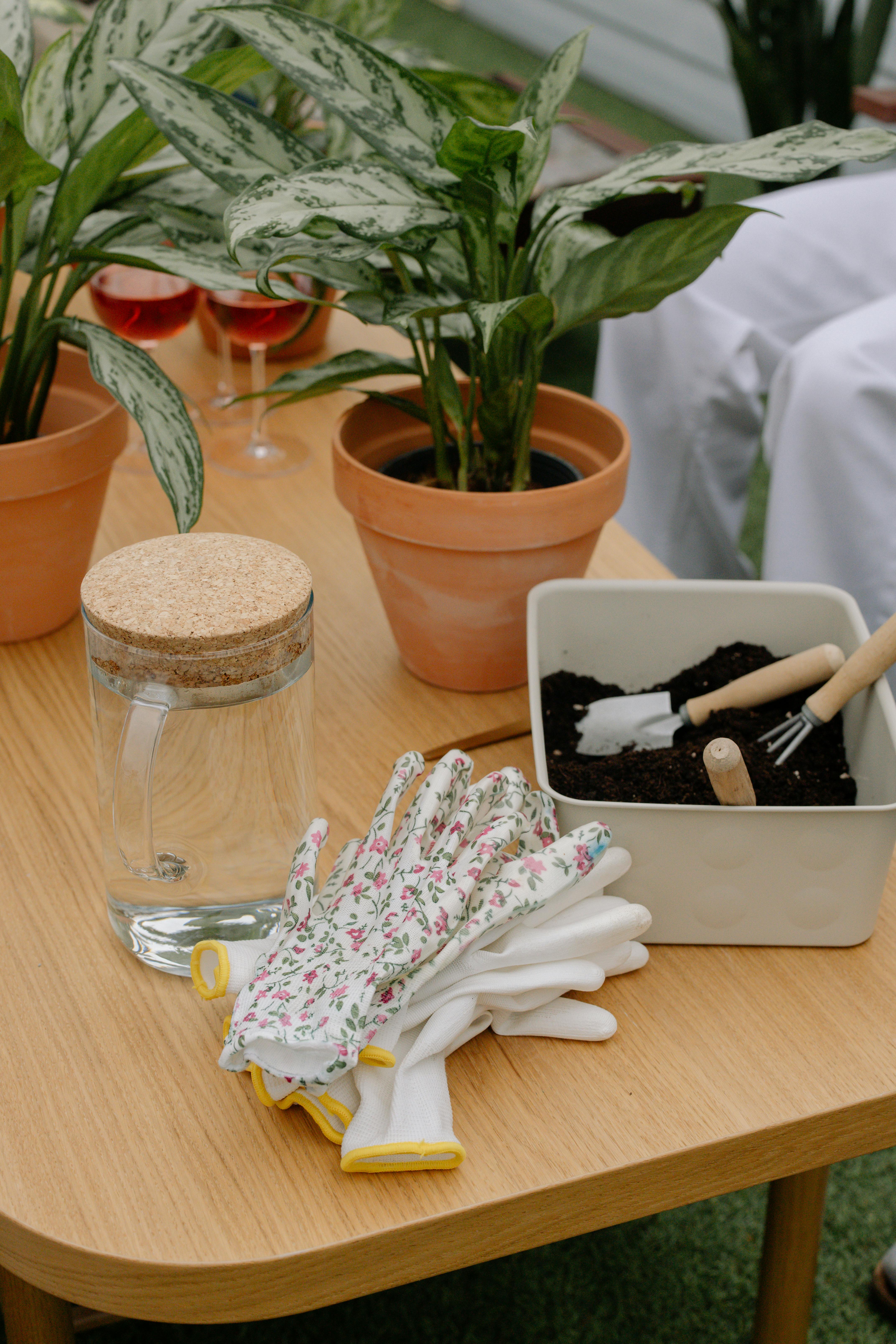 Plantas en macetas, un juego de guantes y herramientas de jardinería sobre una mesa de madera | Fuente: Pexels