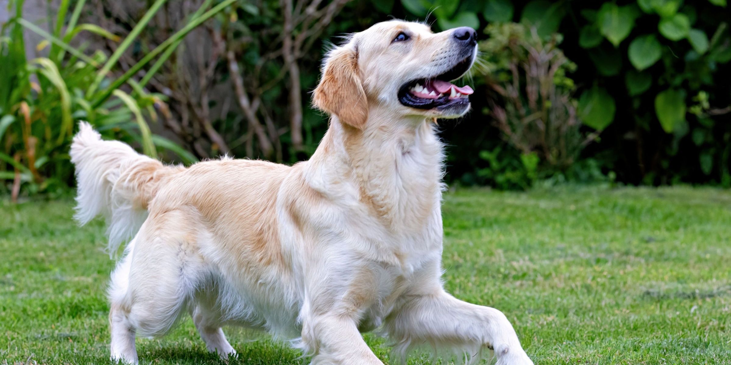 Un perro feliz | Fuente: Pexels