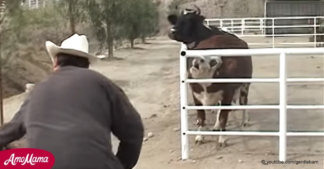 Vaca lloró pérdida de novillo por días. Su reacción al reunirse no tiene precio