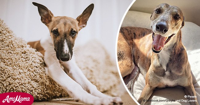 Miles de perros necesitarán un nuevo hogar tras prohibición de carreras de galgos