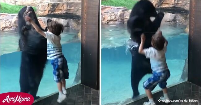 Padre capturó el adorable momento en que su hijo de 5 años y un oso bailaron juntos en el zoológico