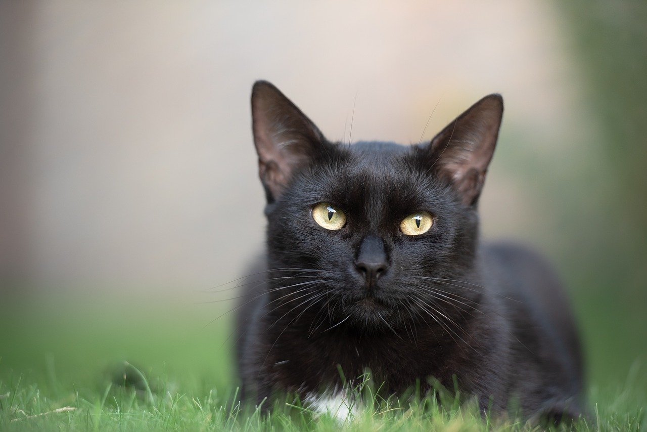 Gato negro echado sobre el pasto. | Foto: Pixabay