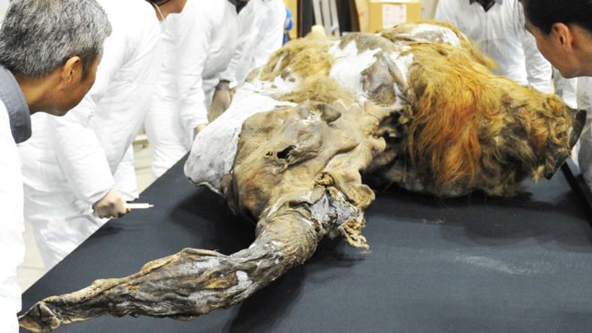Científicos hacen estudios a mamut | Foto: Getty Images
