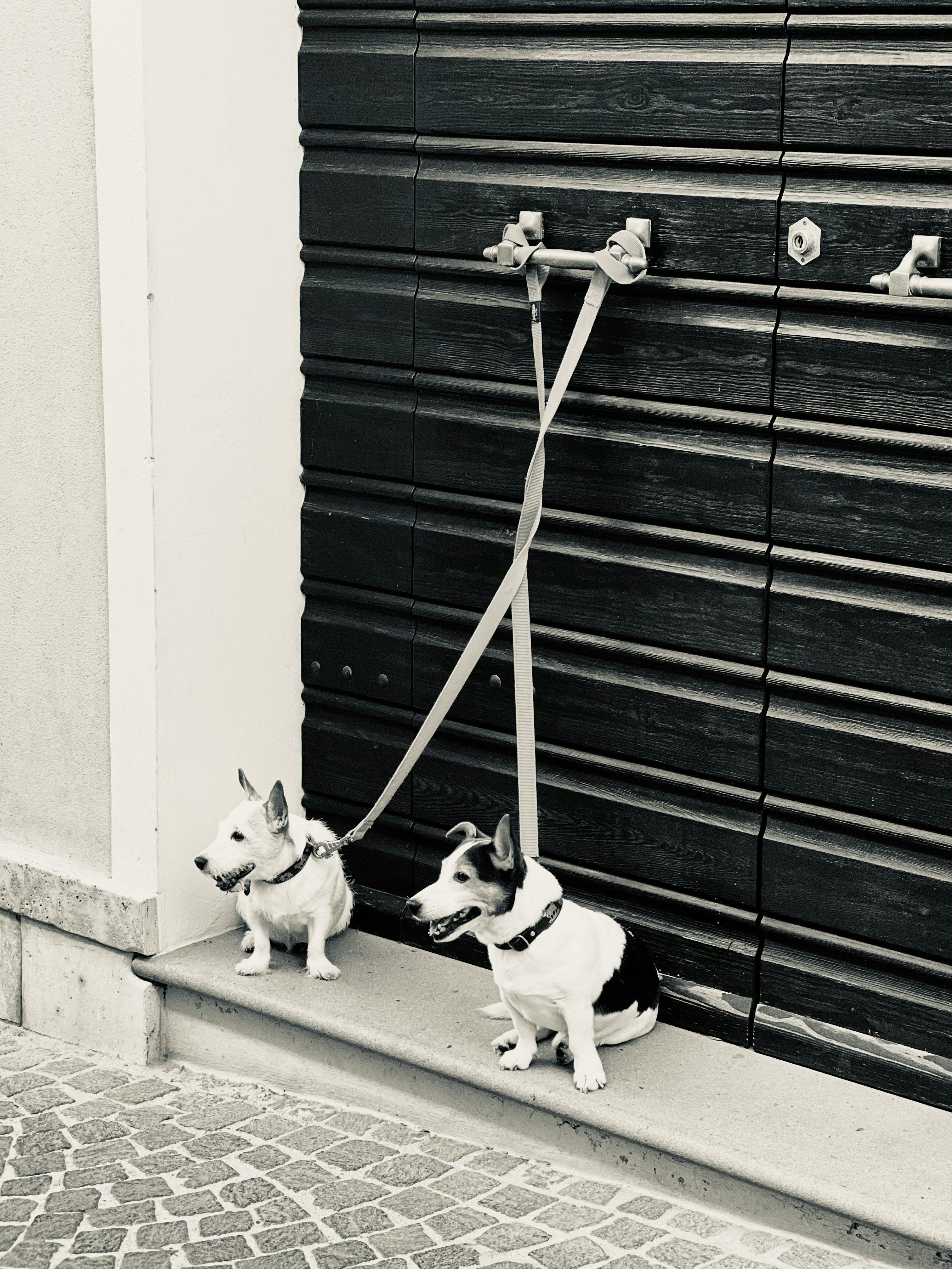 Dos perros atados en el exterior | Fuente: Pexels
