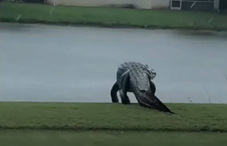 Enorme cocodrilo en un campo de Golf en Naples, Florida. | Foto: Captura de Youtube/NBC News