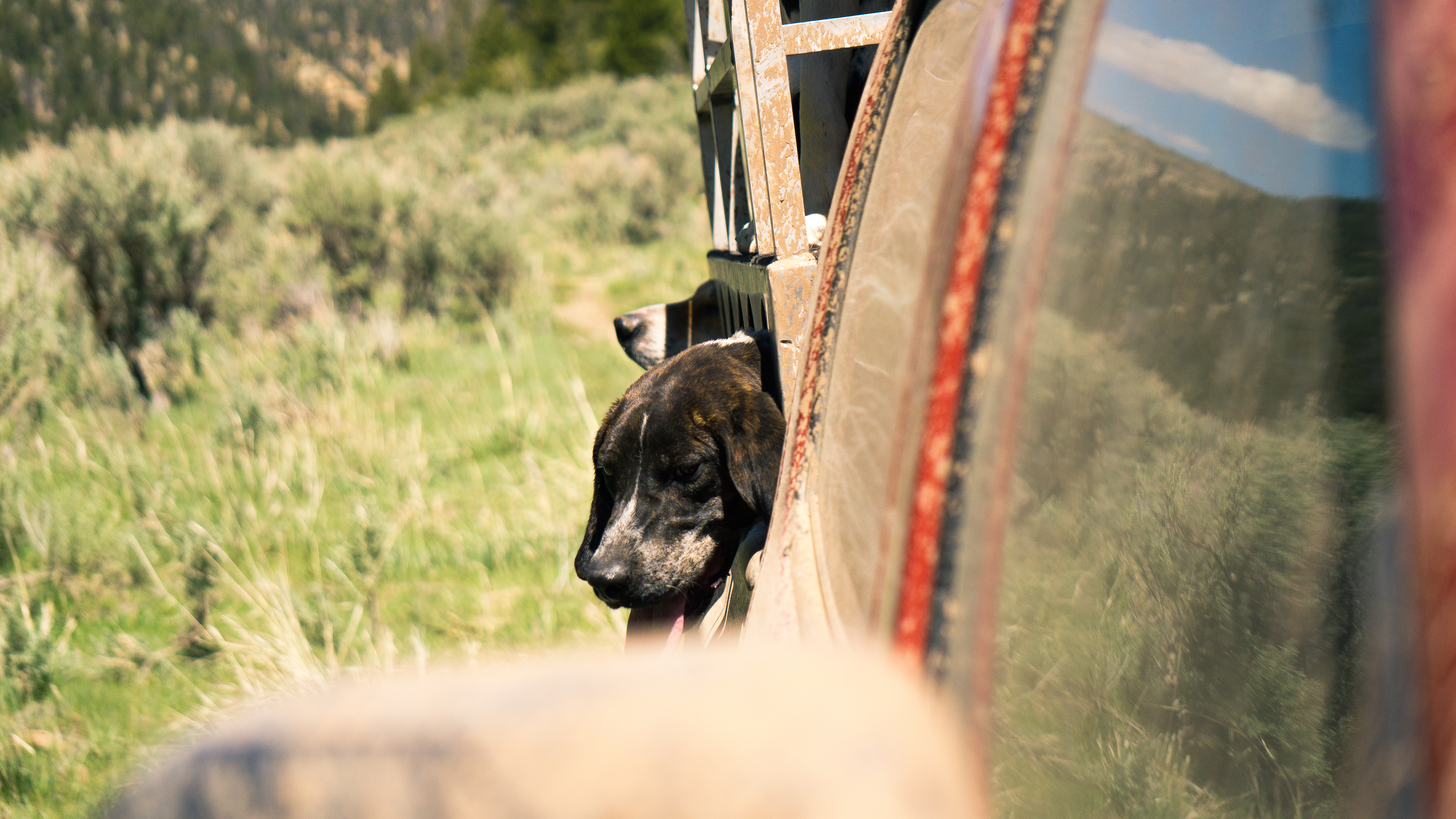 Dos perros son cargados en la parte trasera de un camión. | Foto: Shutterstock