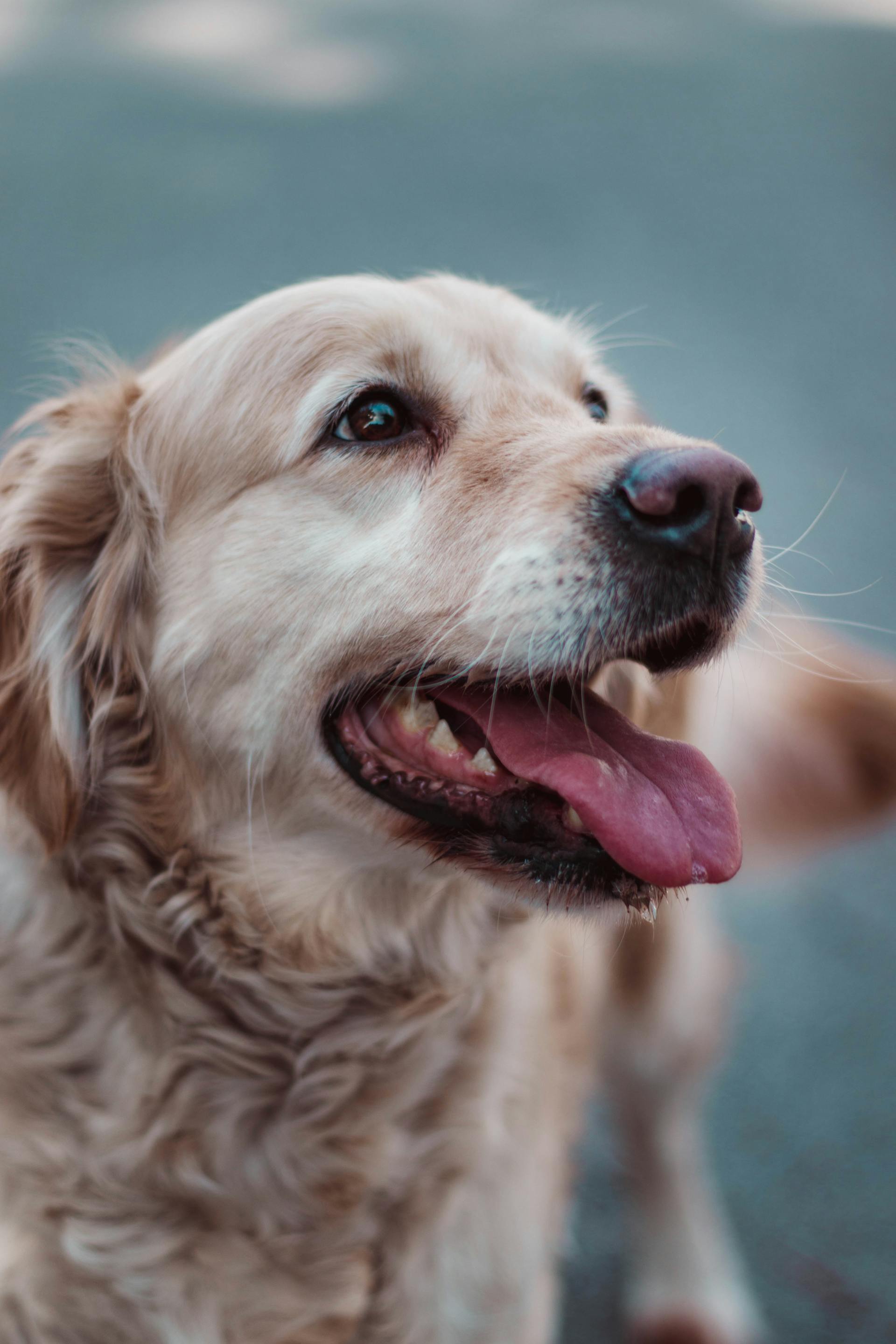 Un golden retriever | Fuente: Pexels