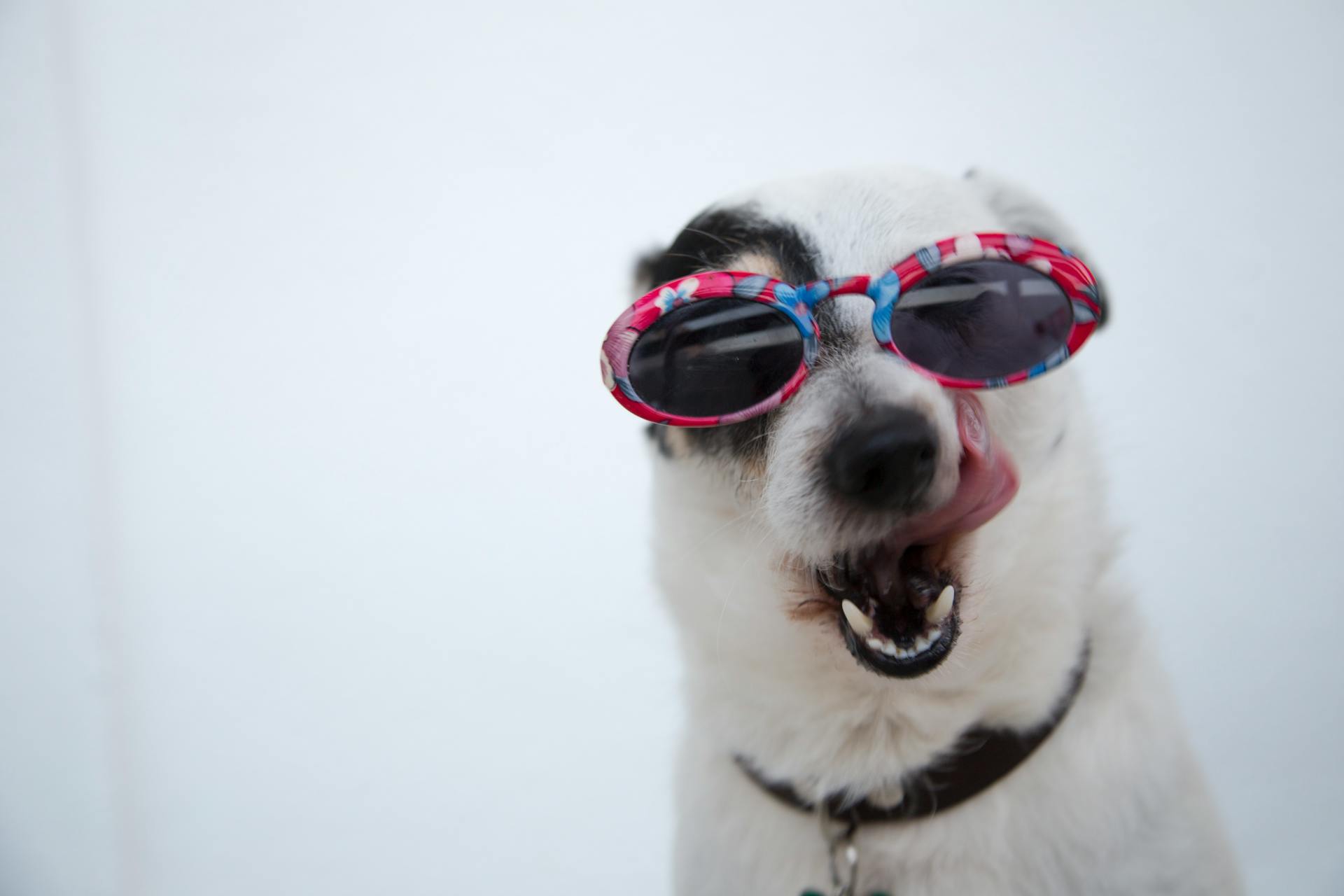 Primer plano de un perro con gafas de sol | Fuente: Pexels