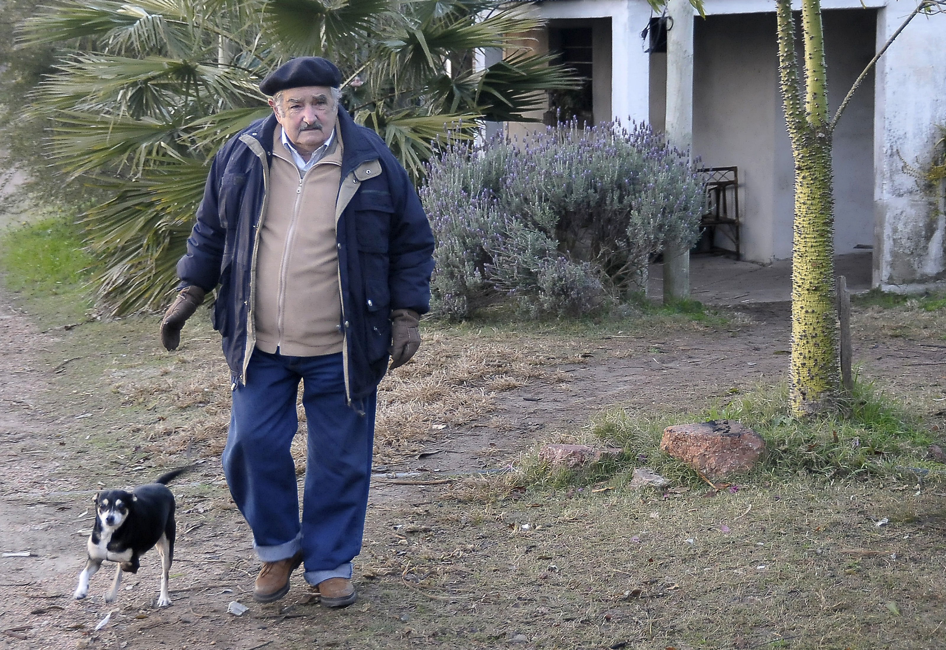 El presidente José Mujica camina por su finca el 23 de junio de 2008 en Montevideo, Uruguay. | Fuente: Getty Images.