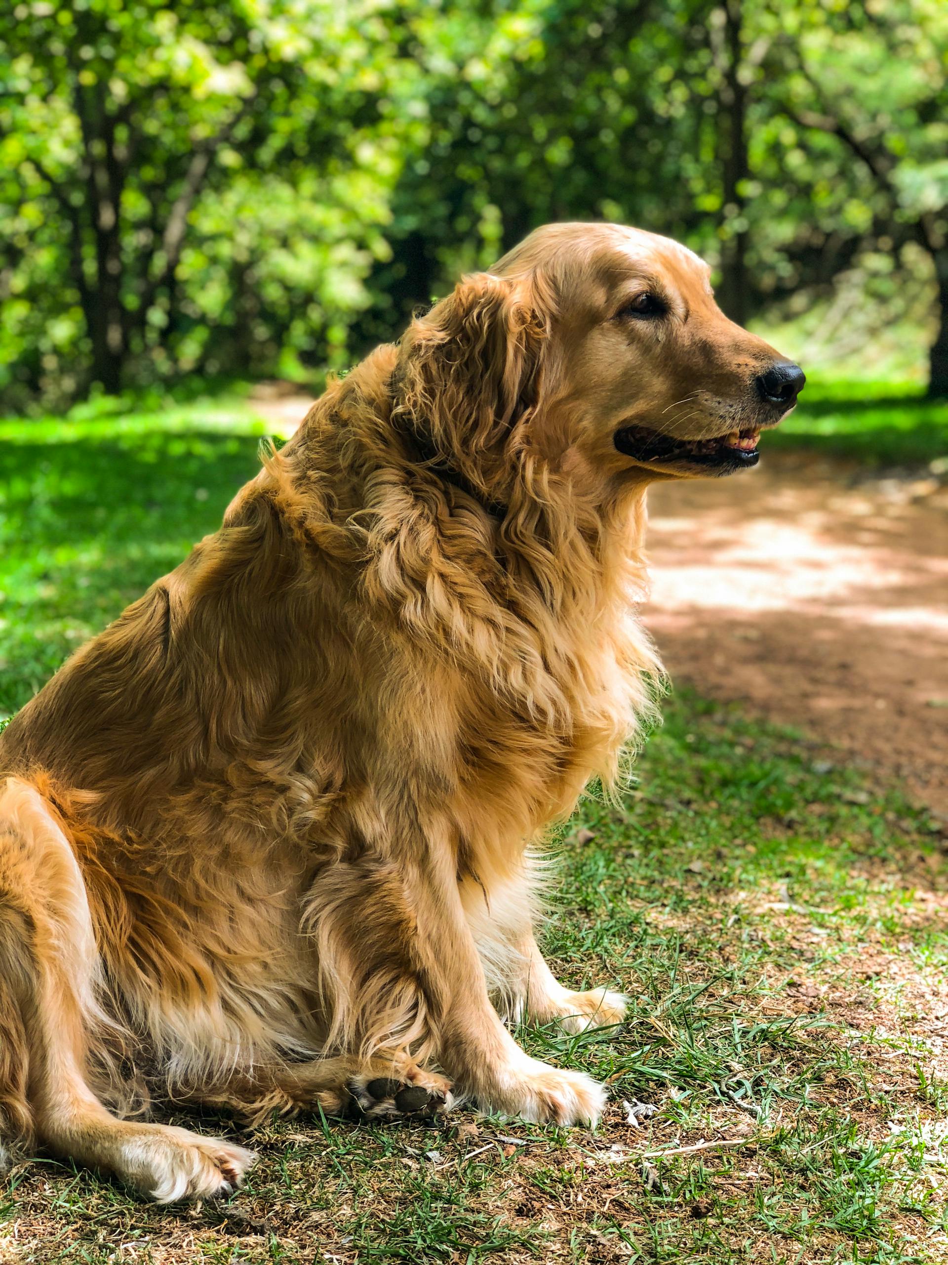 Un perro en un patio | Fuente: Pexels