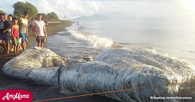 Misteriosa criatura peluda hallada en playa de Filipinas preocupa a lugareños